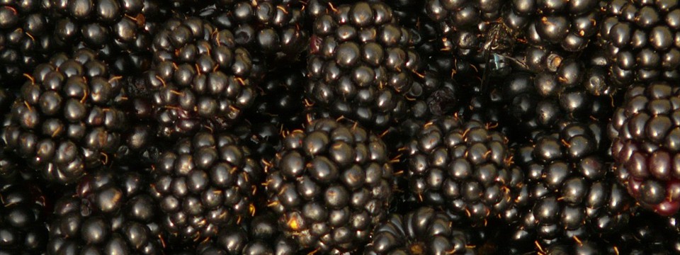 Blackberries  
